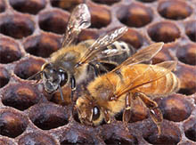 Африканские и европейские медоносные пчелы 