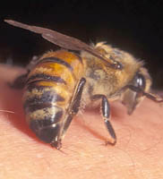 Поведение пчел в пчелиной семье