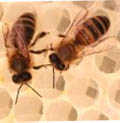 Рабочие пчелы. 