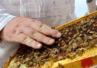 покупка пчел