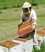 Помощь плохо облетевшимся пчелиным семьям