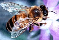 Выставка пчел из зимовника и подготовка площадки